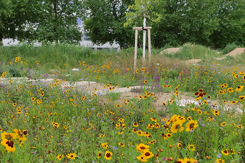 Blumenwiese im Freizeitpark Tulln