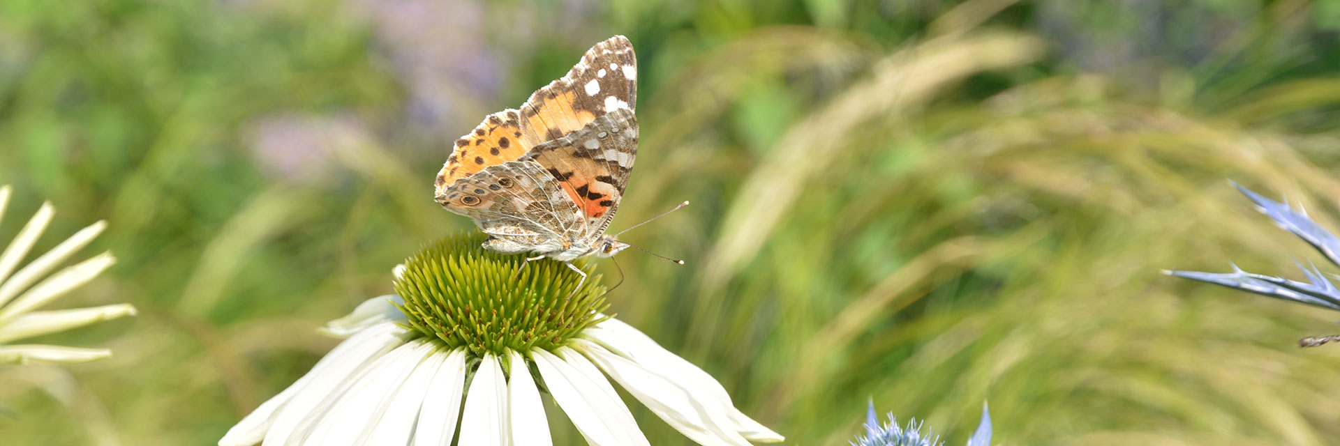 Schmetterling sitzt auf Blume 