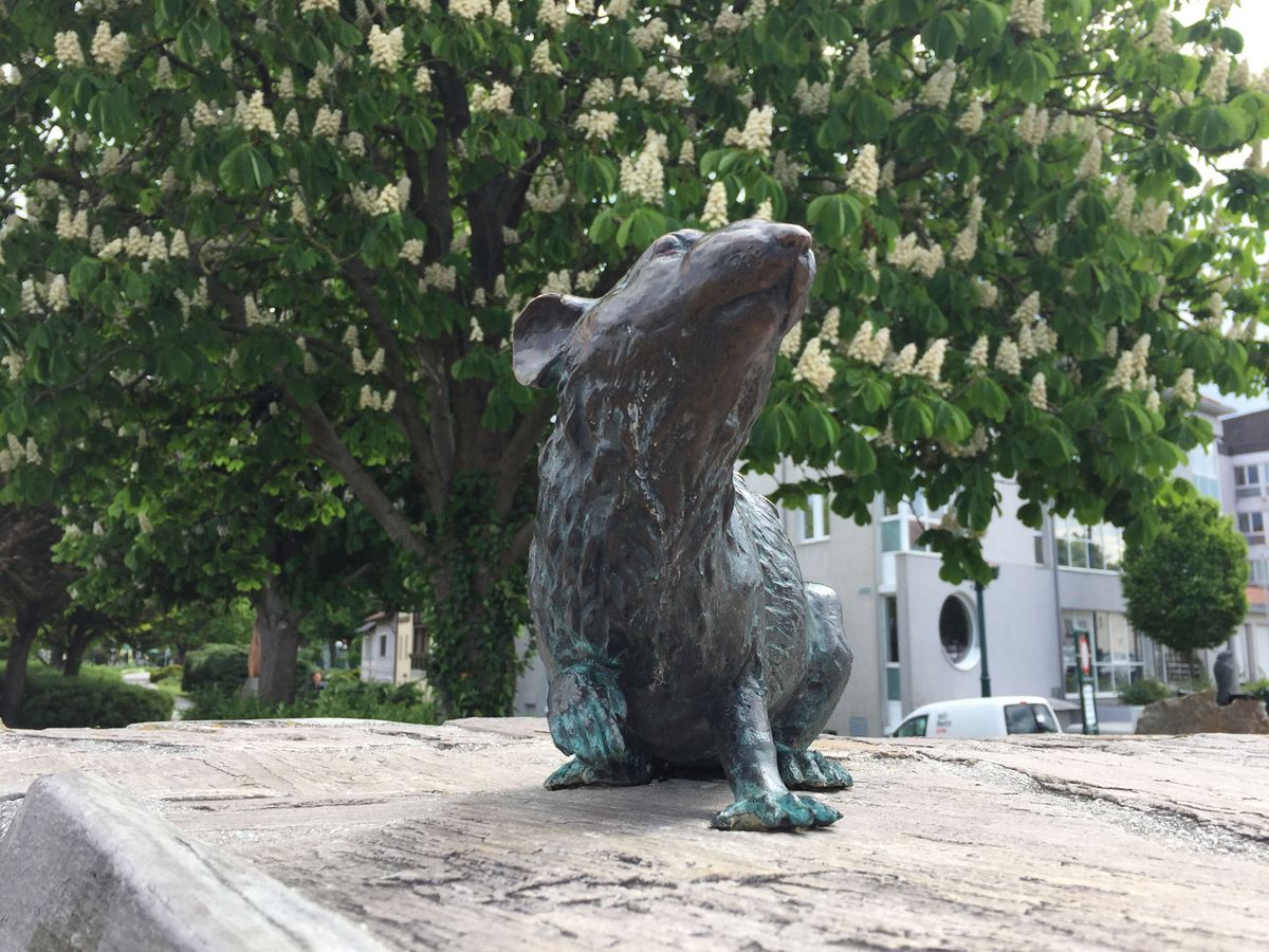 Ratte am Nibelungendenkmal Tulln